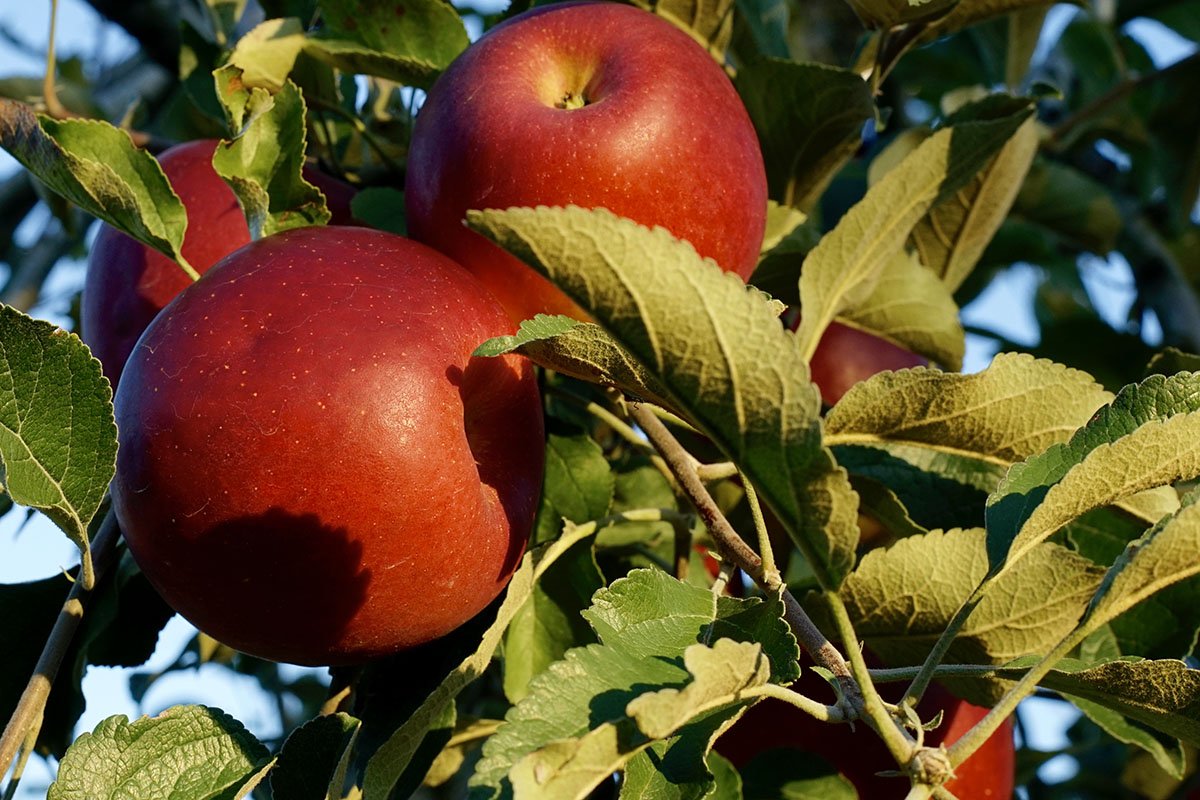 🍎 노다 사과농원 (노다 린고엔) 이미지 7